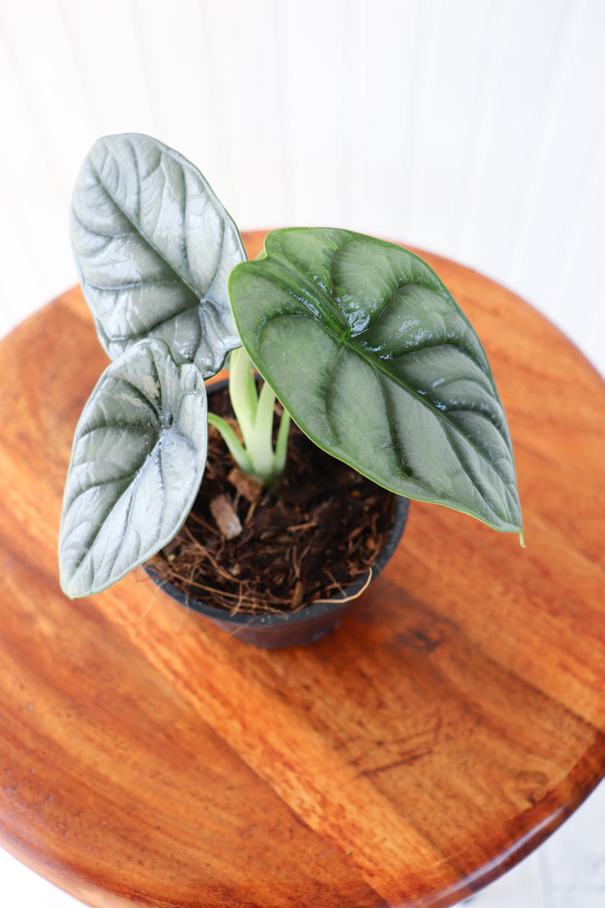 
            
                Load image into Gallery viewer, 4&amp;quot; Alocasia Silver Dragon
            
        