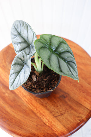 4" Alocasia Silver Dragon