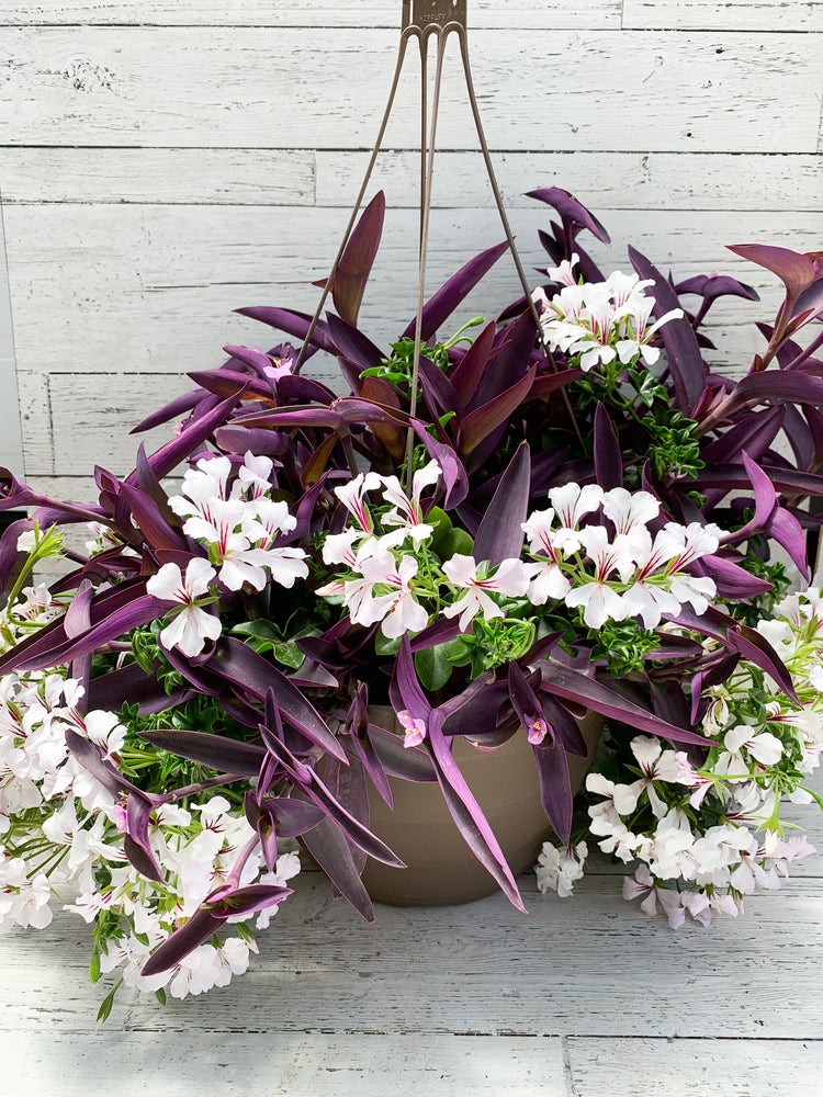 13" White Ivy Geranium/Purple Heart Hanging Mix