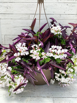 13" White Ivy Geranium/Purple Heart Hanging Mix