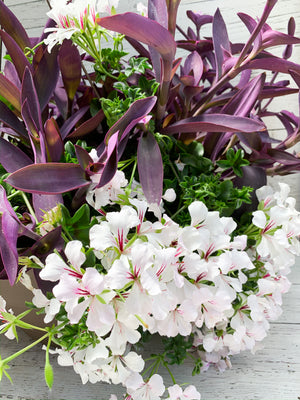 13" White Ivy Geranium/Purple Heart Hanging Mix