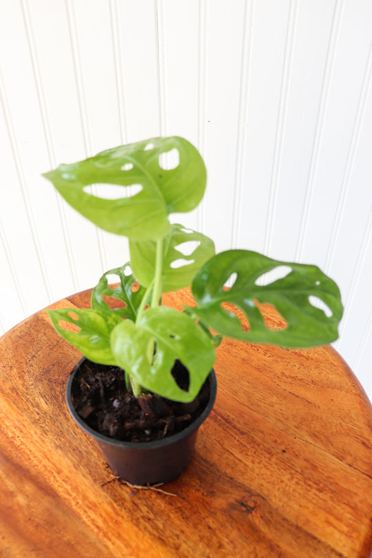 4" Monstera Adansonii "Swiss Cheese"