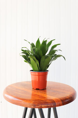 4" Dracaena Janet Craig