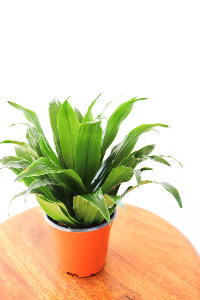 4" Dracaena Janet Craig