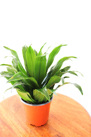 4" Dracaena Janet Craig