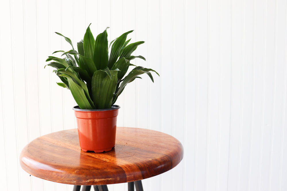 4" Dracaena Janet Craig