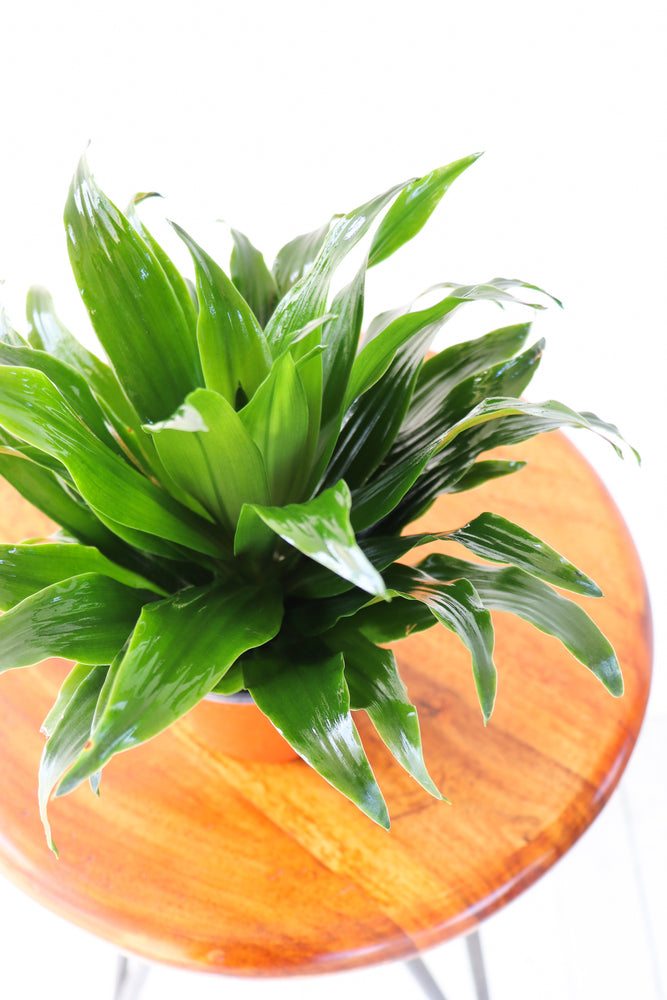 4" Dracaena Janet Craig