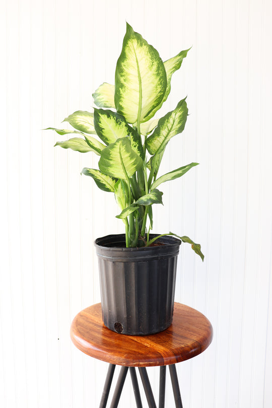 10" Dieffenbachia Camille