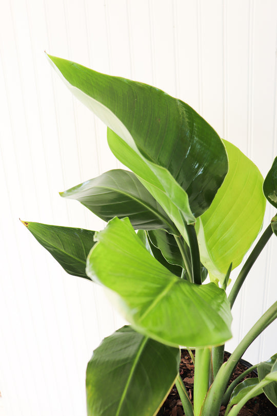 10" White Bird of Paradise
