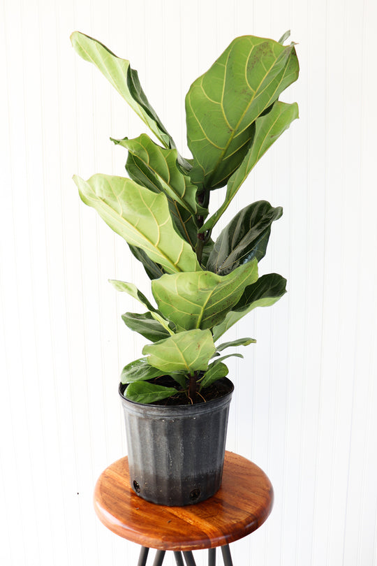 10" Ficus Lyrata Bush
