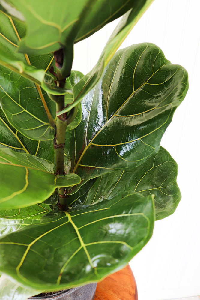 
            
                Load image into Gallery viewer, 10&amp;quot; Ficus Lyrata Bush
            
        