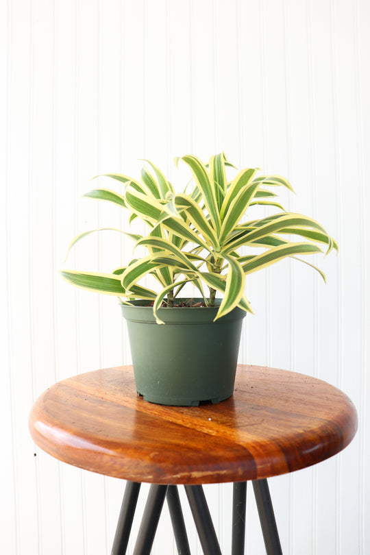 6" Dracaena Reflexa "Song of India"