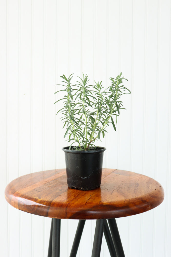 4" Rosemary - Home Grown