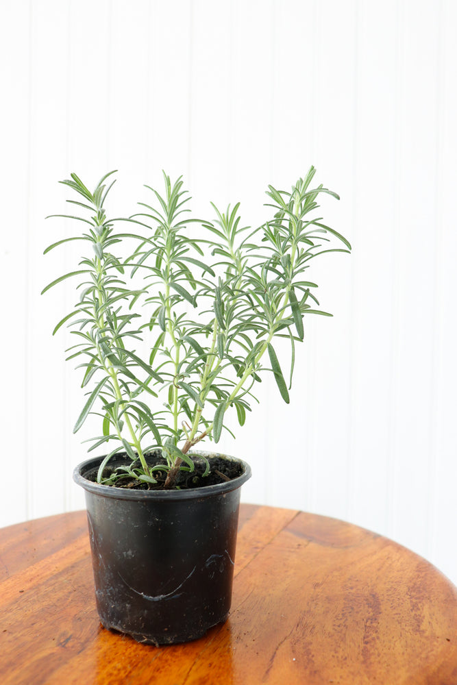 4" Rosemary - Home Grown