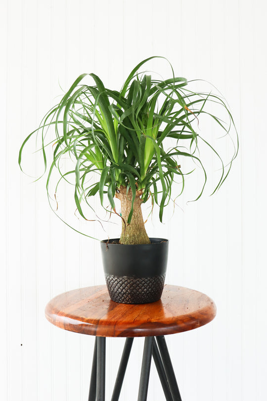 6" Beaucarnia Ponytail Branched Palm