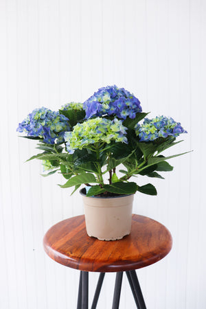 6.5" Potted Hydrangea