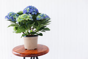 6.5" Potted Hydrangea