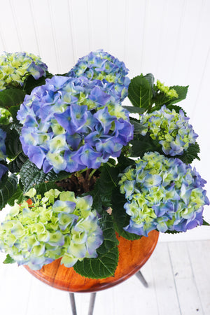 6.5" Potted Hydrangea