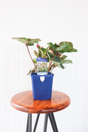 Helleborus Glenda's Gloss