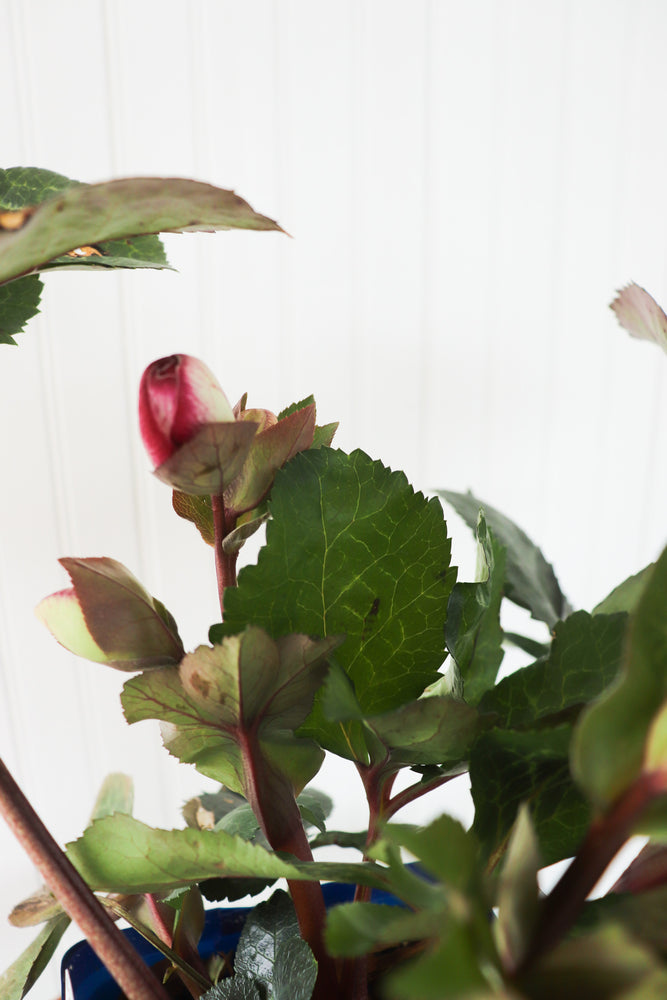 Helleborus Glenda's Gloss