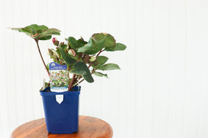 Helleborus Glenda's Gloss