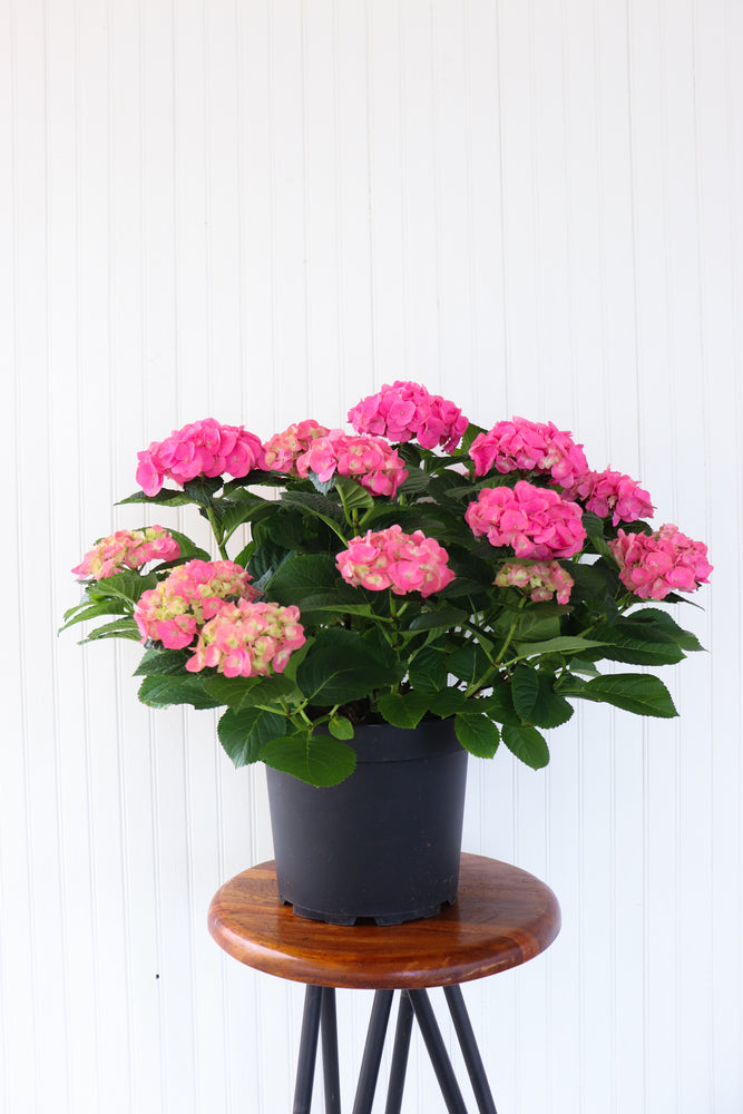 10" Potted Hydrangea