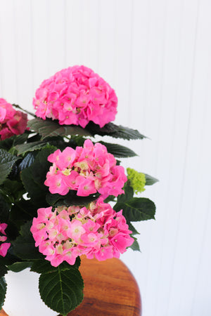 6.5" Potted Hydrangea