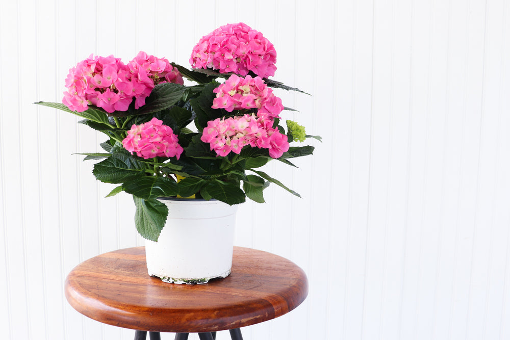 6.5" Potted Hydrangea