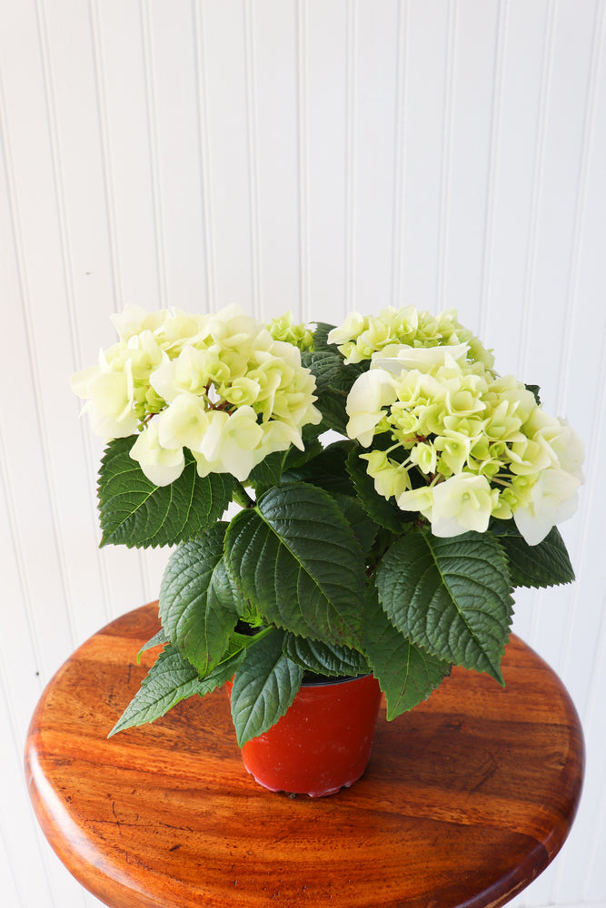 4.5" Hydrangea Multi Bloom