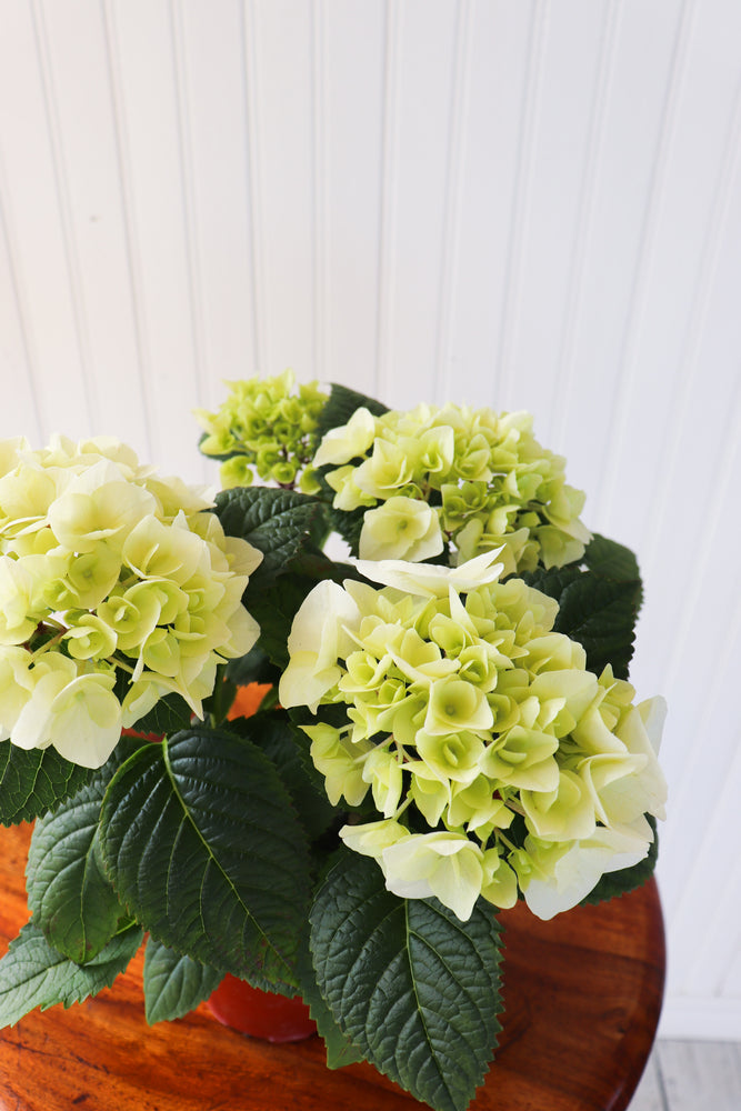 4.5" Hydrangea Multi Bloom