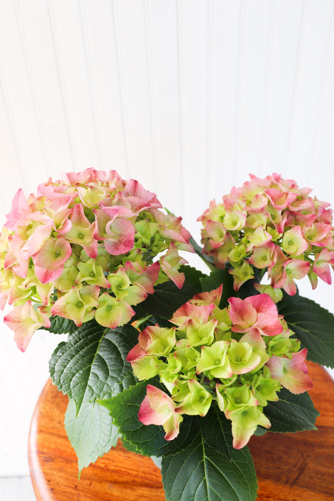 4.5" Hydrangea Multi Bloom