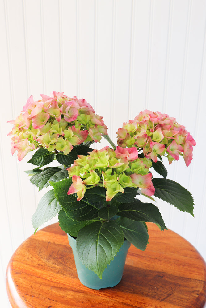 4.5" Hydrangea Multi Bloom