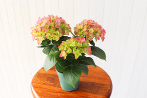 4.5" Hydrangea Multi Bloom