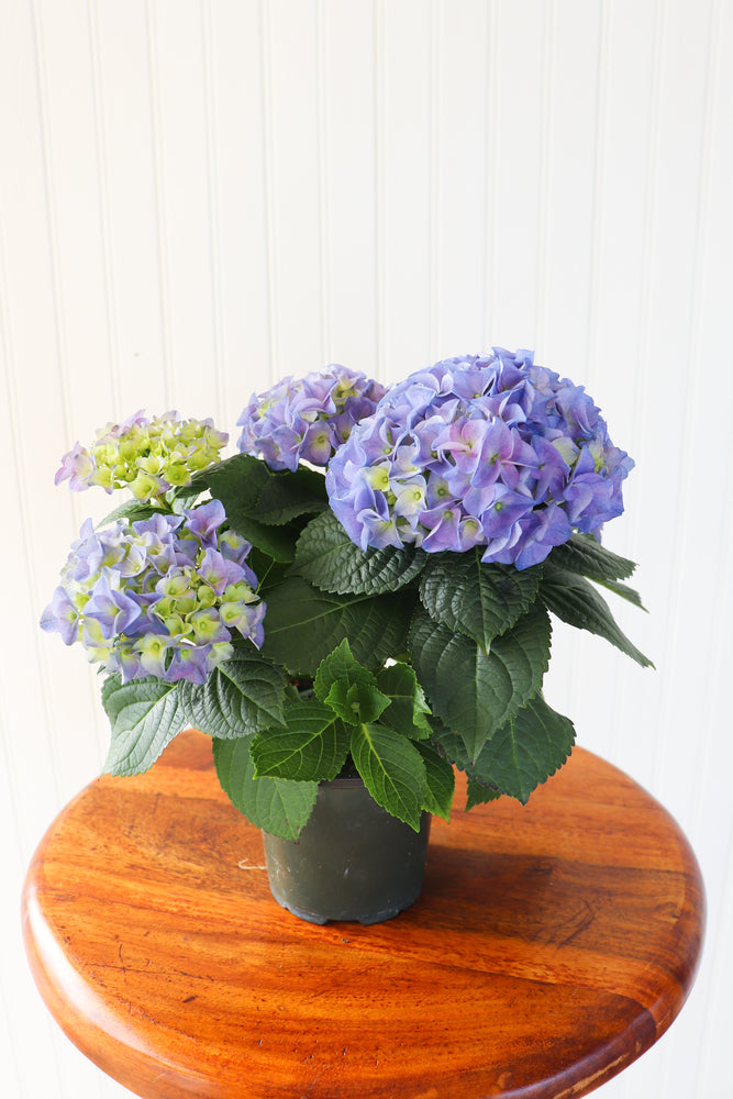 4.5" Hydrangea Multi Bloom