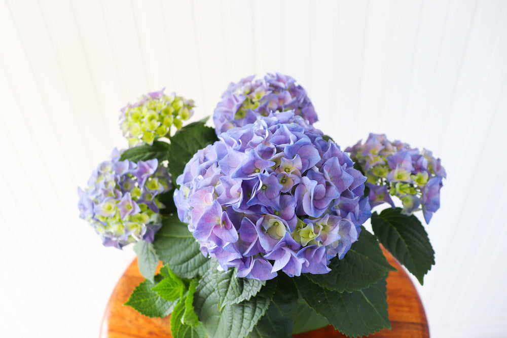 4.5" Hydrangea Multi Bloom