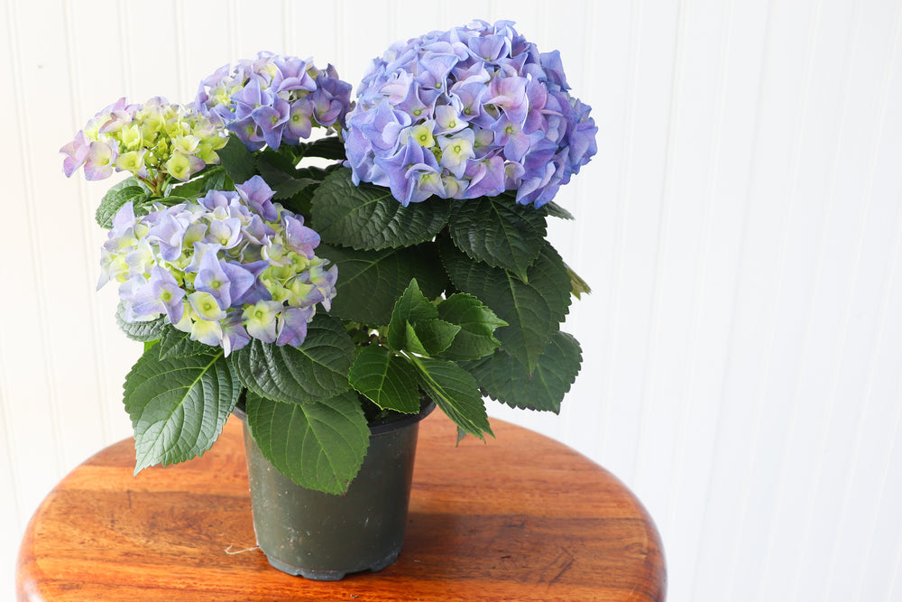 4.5" Hydrangea Multi Bloom