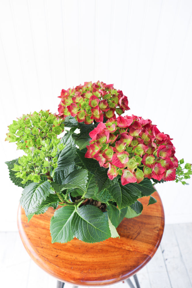 4.5" Hydrangea Multi Bloom