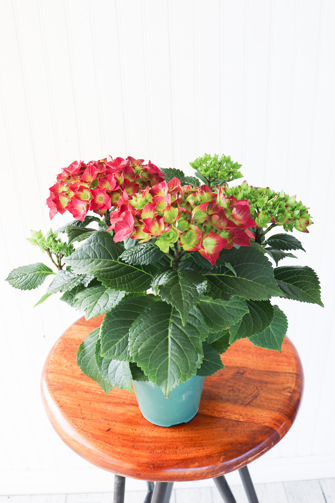 4.5" Hydrangea Multi Bloom