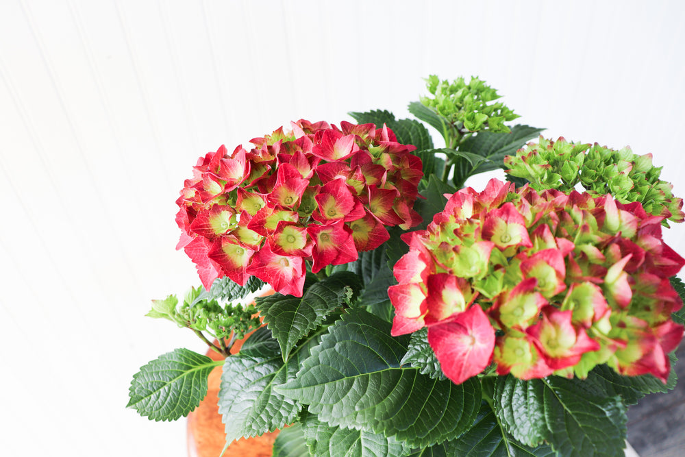 4.5" Hydrangea Multi Bloom