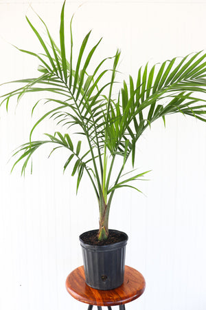
            
                Load image into Gallery viewer, 10&amp;quot; Majesty Palm
            
        