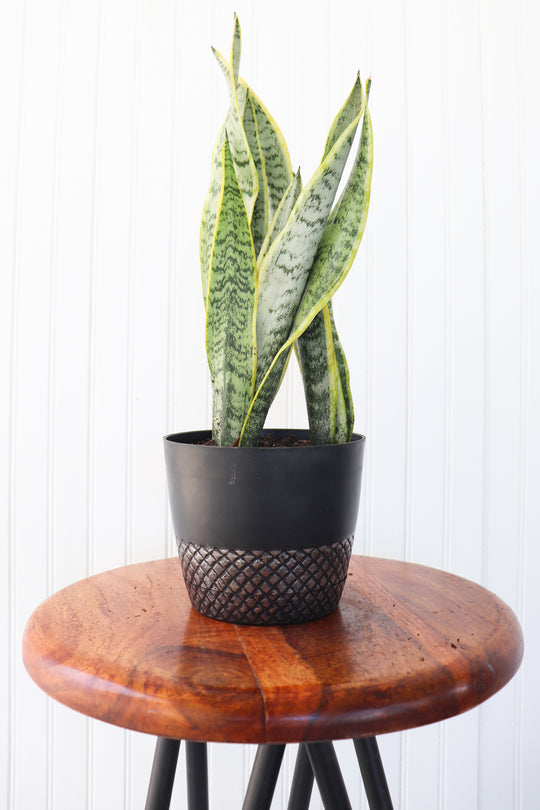 6" Sansevieria Laurentii