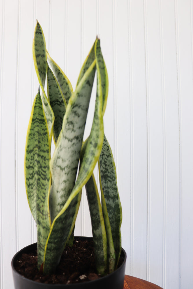 6" Sansevieria Laurentii