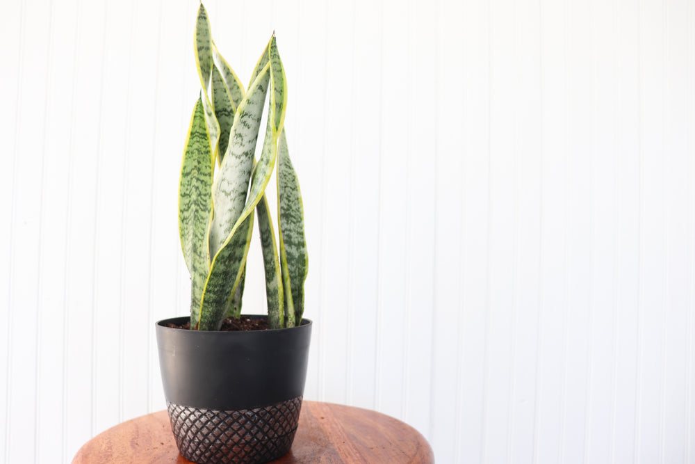 6" Sansevieria Laurentii
