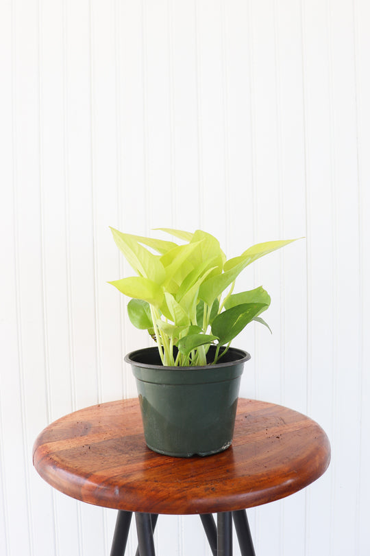 6" Epipremnum Neon Pothos