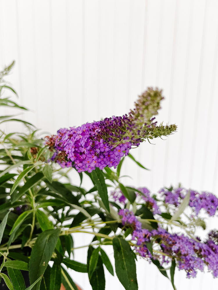
            
                Load image into Gallery viewer, Butterfly Bush &amp;#39;Blue Knight&amp;#39;
            
        