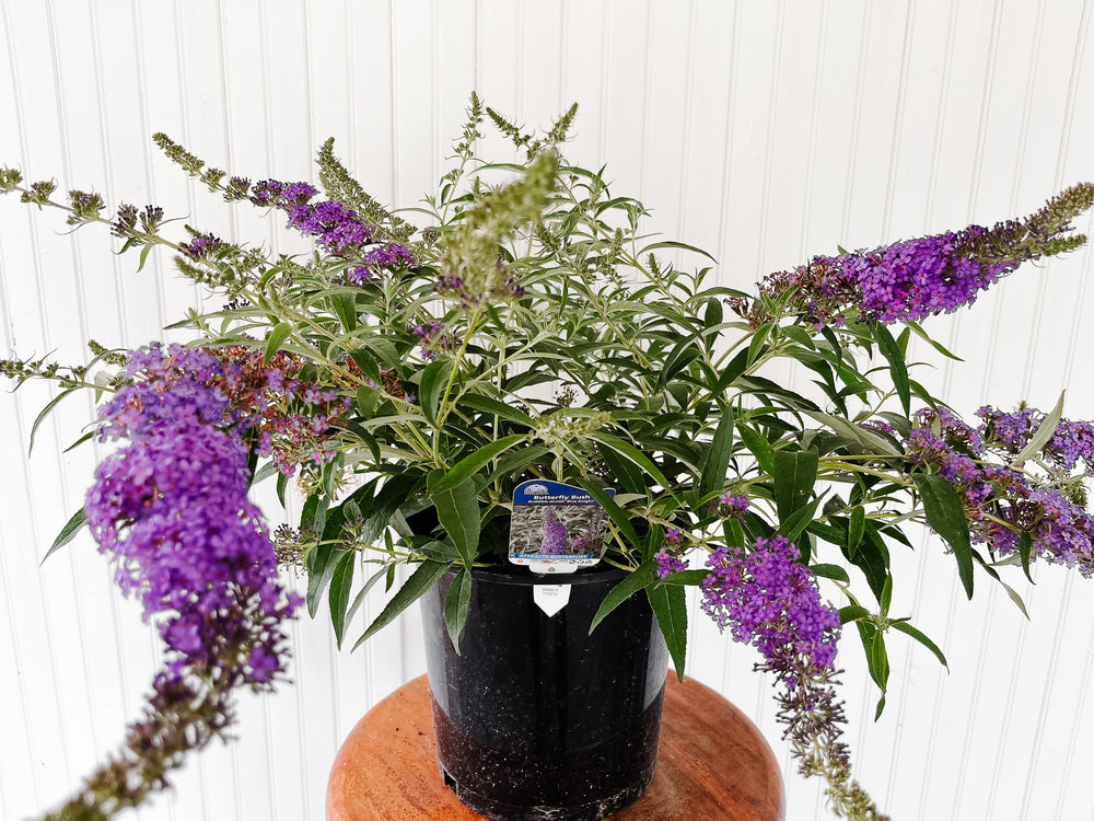 Butterfly Bush 'Blue Knight'