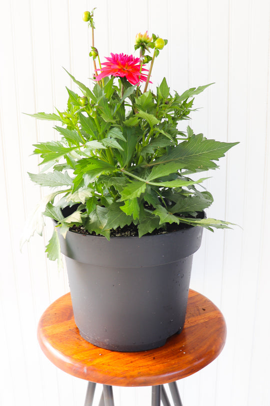 10" Dahlia (Multiple Colours)