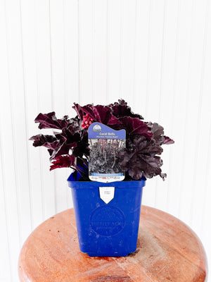 Coral Bells Heuchera Timeless Night