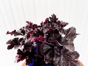 Coral Bells Heuchera Timeless Night