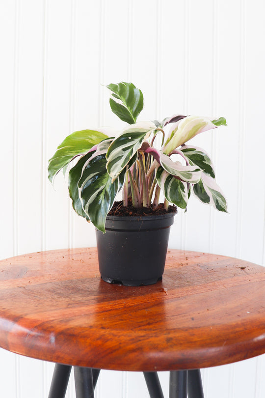 4" Calathea White Fusion